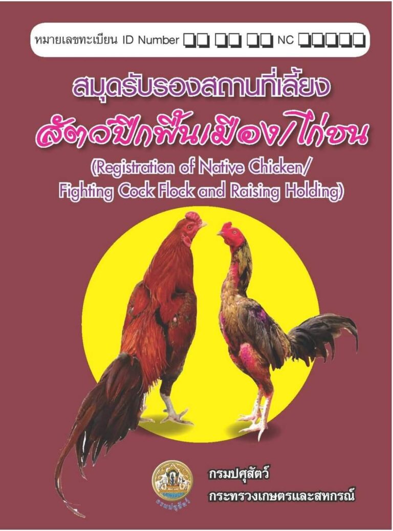 กรมปศุสัตว์ ชู “ไก่ชน ซอฟพาวเวอร์ “ชี้ “เป็นสัตว์ปีกผู้กล้าหาญ พันผูกวิถีชีวิตไทยมานาน” พร้อมจัดทำคู่มือมาตรฐานรับรองสถานที่เลี้ยงไก่ชนให้ปลอดภัย ไร้โรคระบาด
