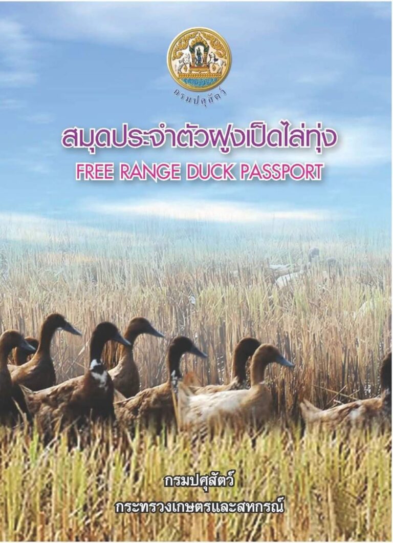 “เป็ดไล่ทุ่ง” วิถีชีวิตเกษตรกรไทย กรมปศุสัตว์ เสริมแกร่ง “ออกสมุดประจำฝูงเป็ด” ยกระดับการเลี้ยงให้ปลอดภัย ปลอดโรค เพิ่มความมั่นใจผู้บริโภค แนะเกษตรกรทุกราย ติดต่อขึ้นทะเบียนได้ที่สำนักงานปศุสัตว์จังหวัด ทุกพื้นที่